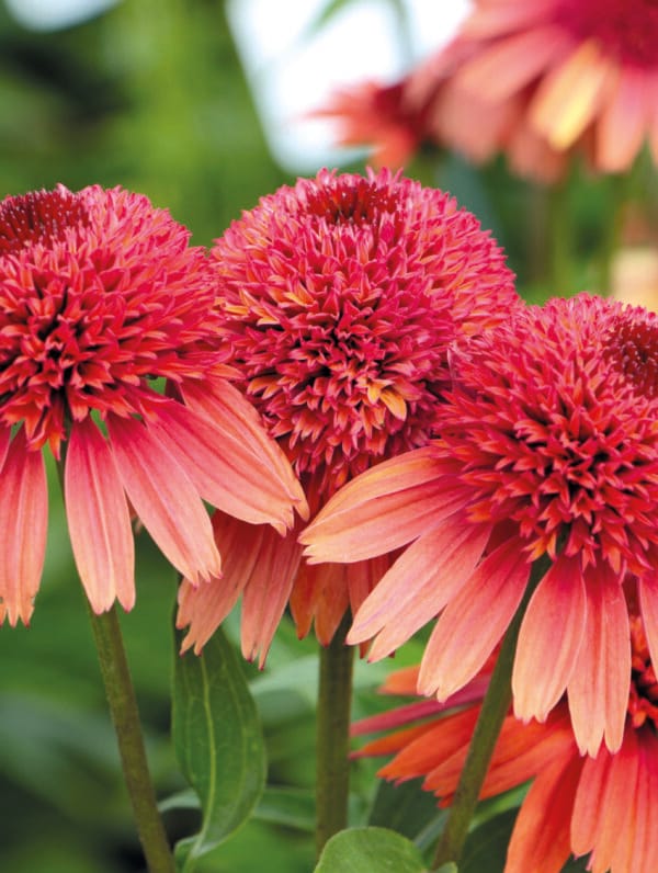 Echinacea Carrot cake - bag