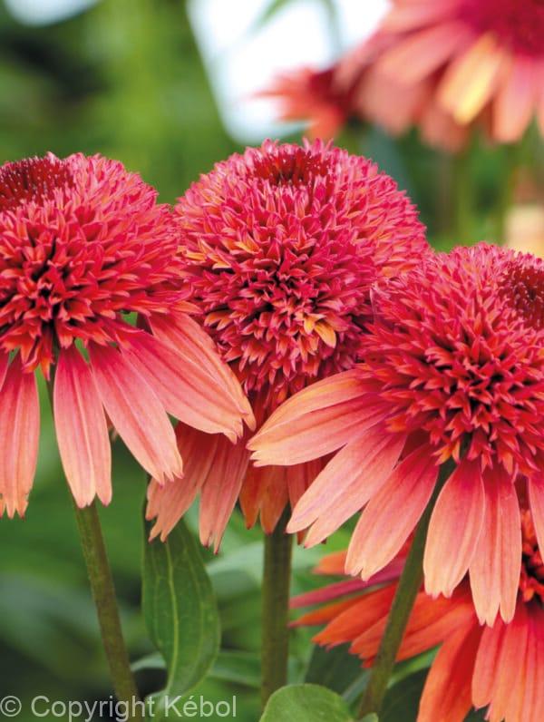 Echinacea Carrot Cake