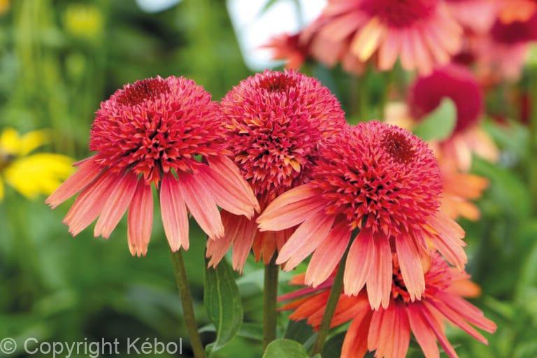 Echinacea Carrot Cake