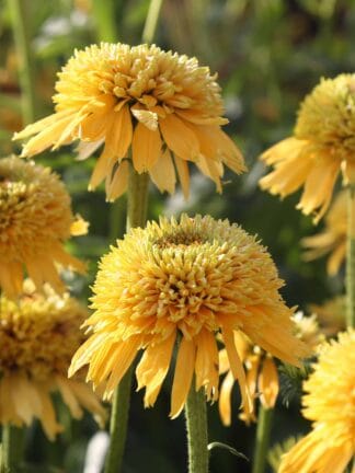 Echinacea Eccentric Yellow - bag