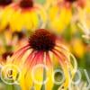 Echinacea Fiery Meadow Mama PBR