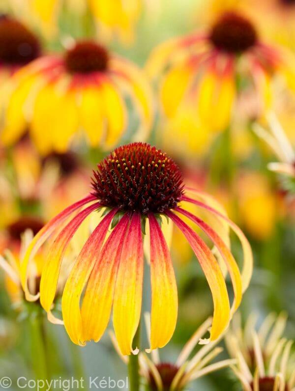 Echinacea Fiery Meadow Mama PBR
