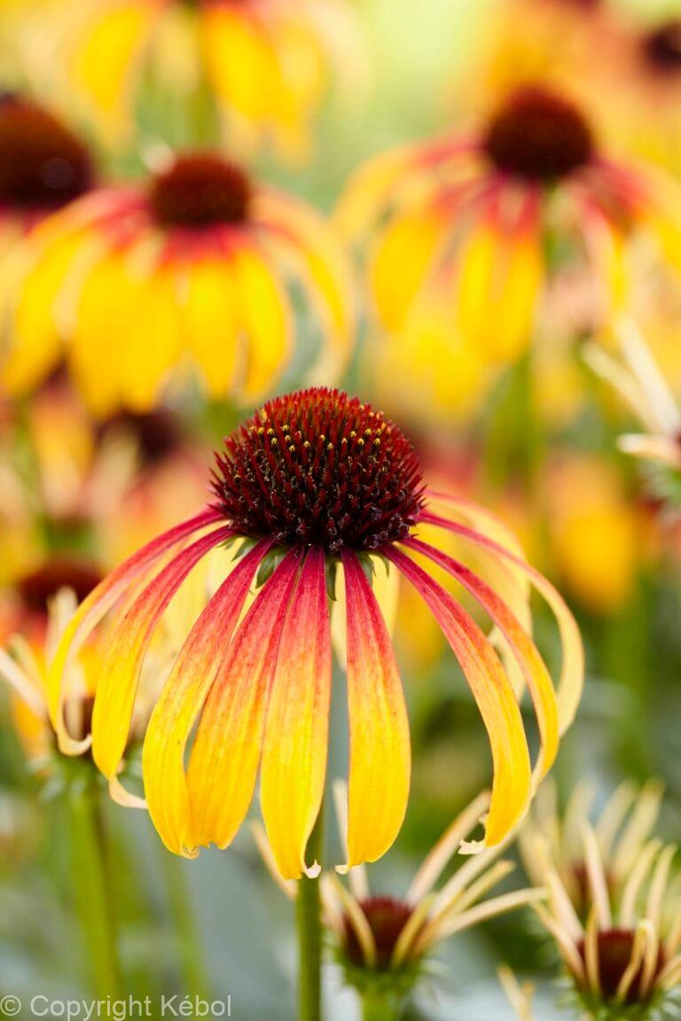 Echinacea Fiery Meadow Mama PBR