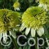 Echinacea Honeydew PBR