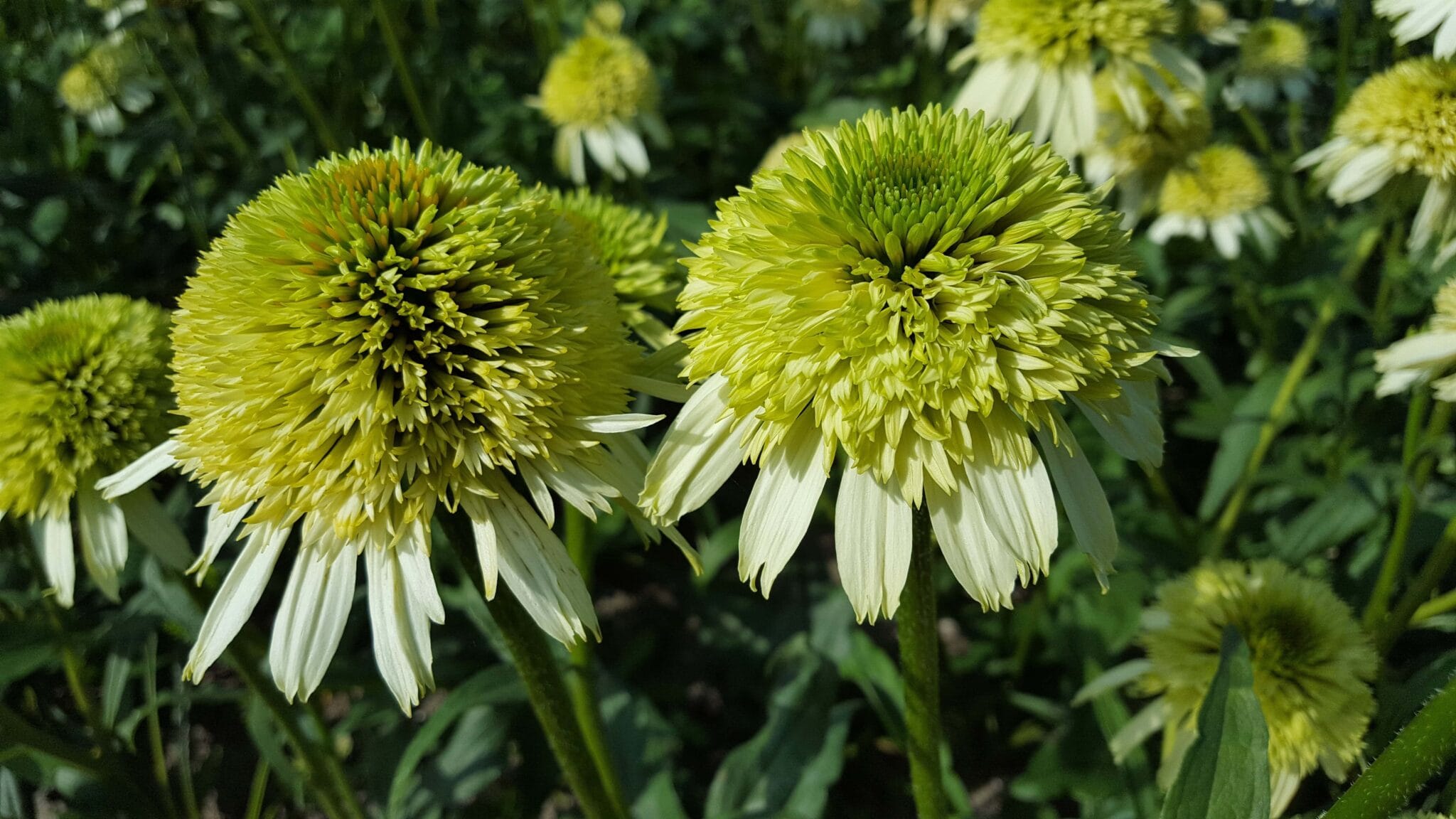 Echinacea Honeydew PBR