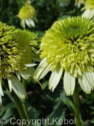 Echinacea Honeydew - bag