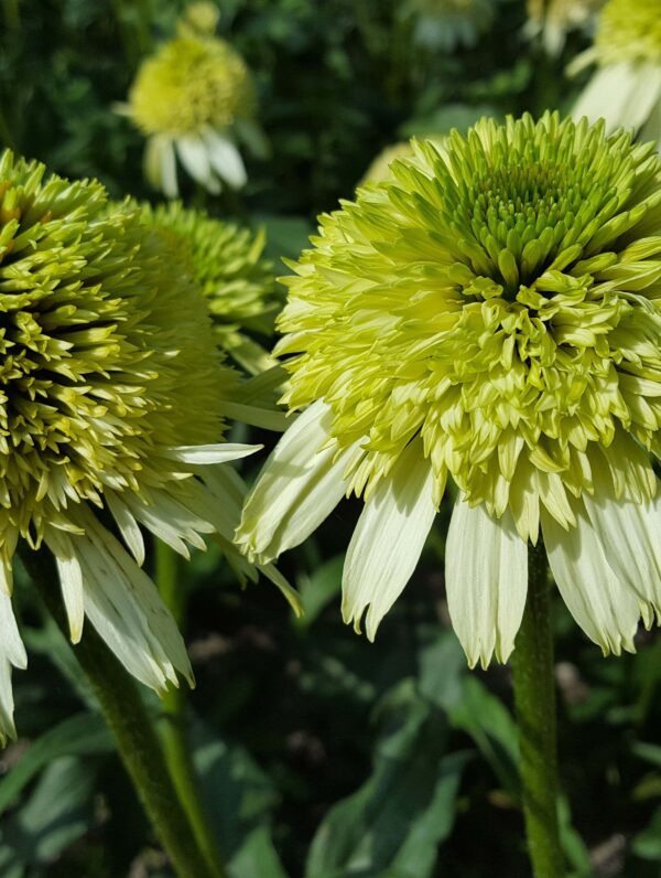 Echinacea Honeydew