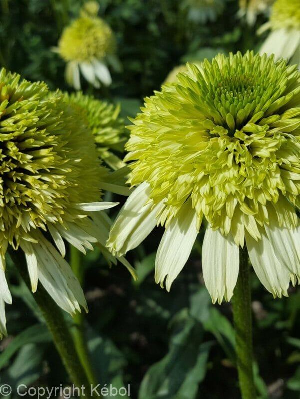 Echinacea Honeydew PBR