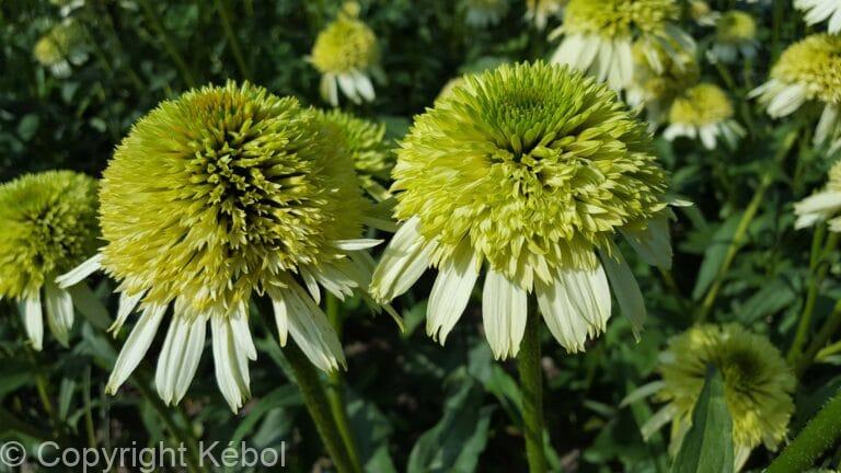 Echinacea Honeydew PBR