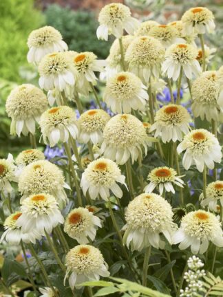 Echinacea Milkshake - bag