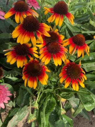 Echinacea Parrot - bag