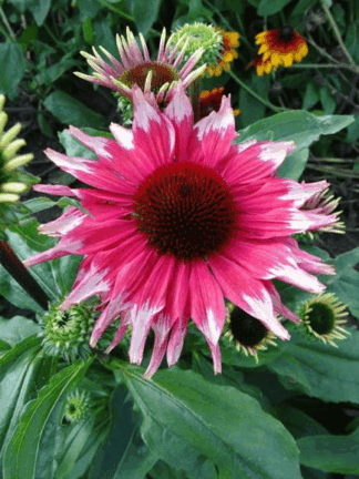 Echinacea Playful Meadow Mama