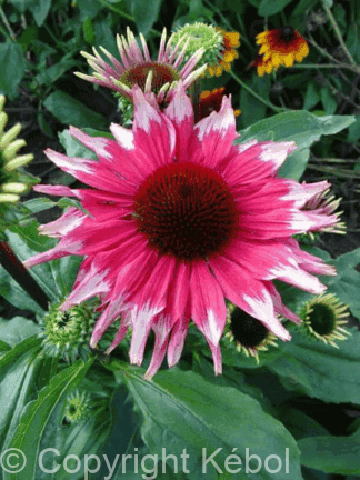 Echinacea Playful Meadow Mama - bag