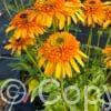 Echinacea Rhymes with Orange PBR