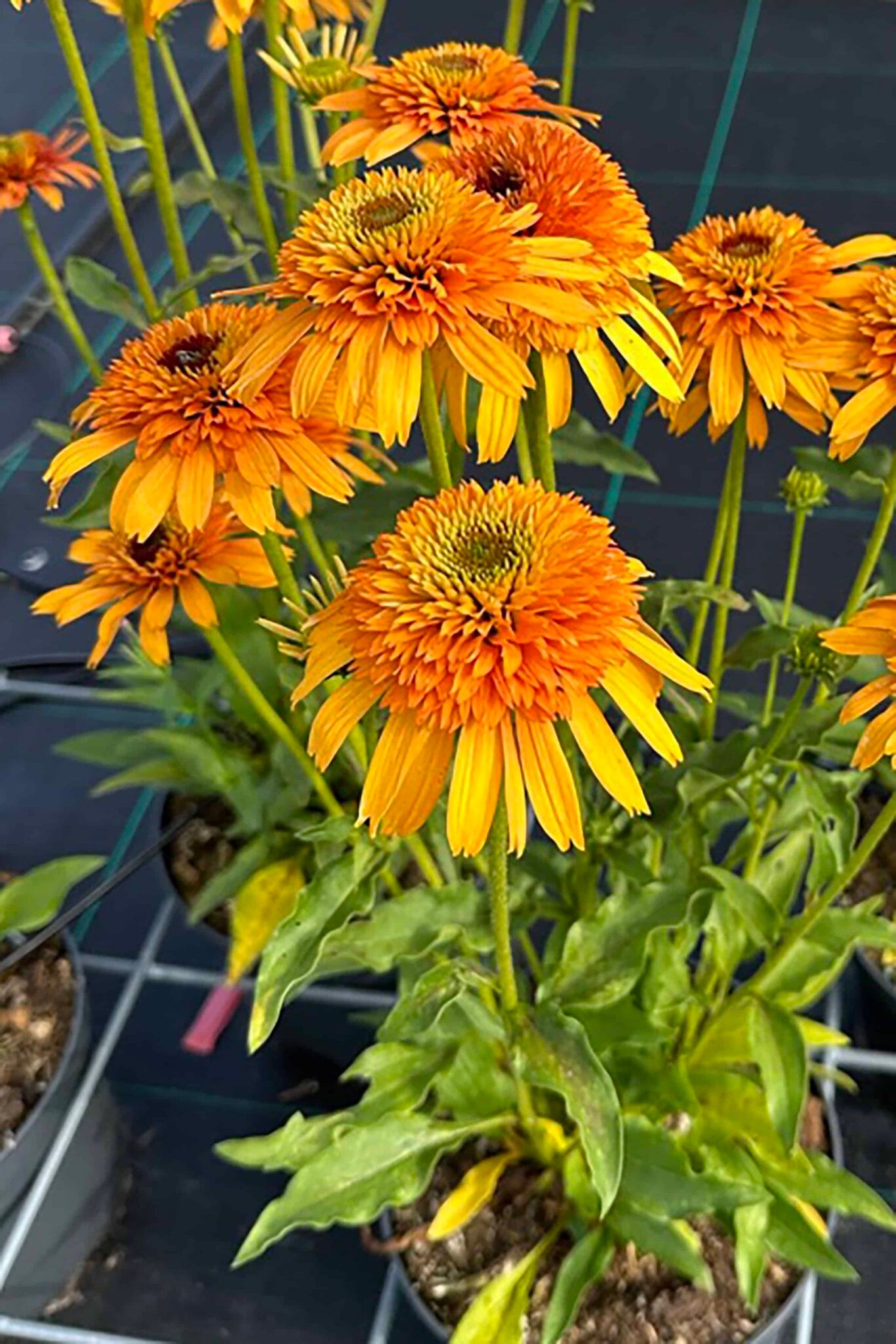 Echinacea Rhymes with Orange PBR