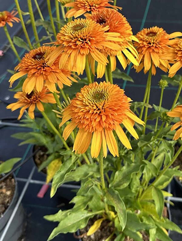 Echinacea Rhymes with Orange - bag