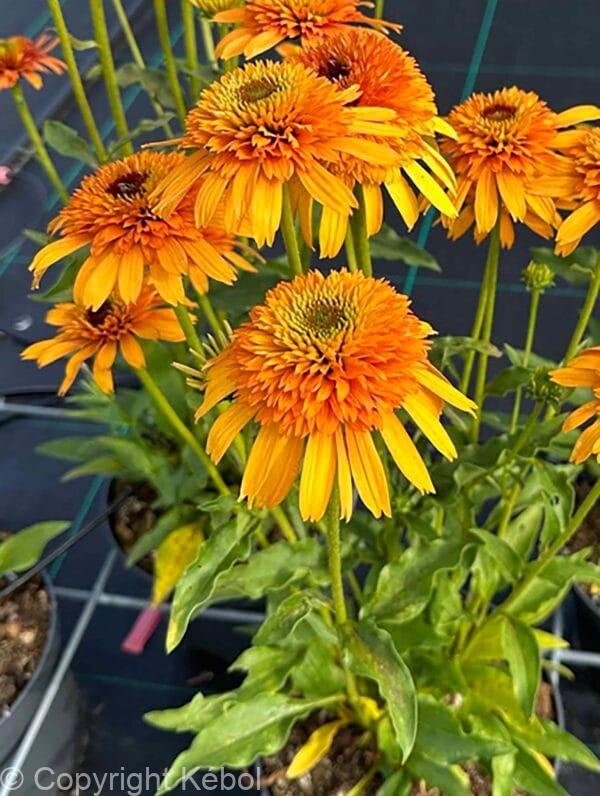 Echinacea Rhymes with Orange PBR