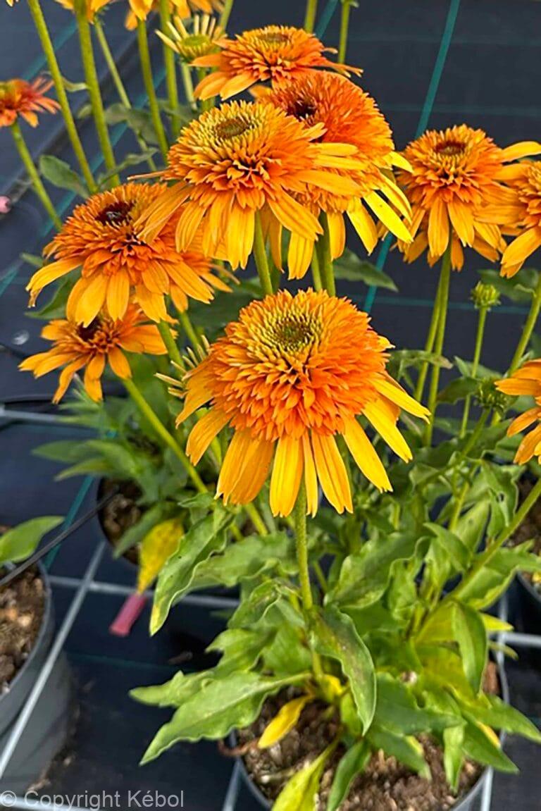 Echinacea Rhymes with Orange PBR