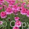 Echinacea Summer Candy