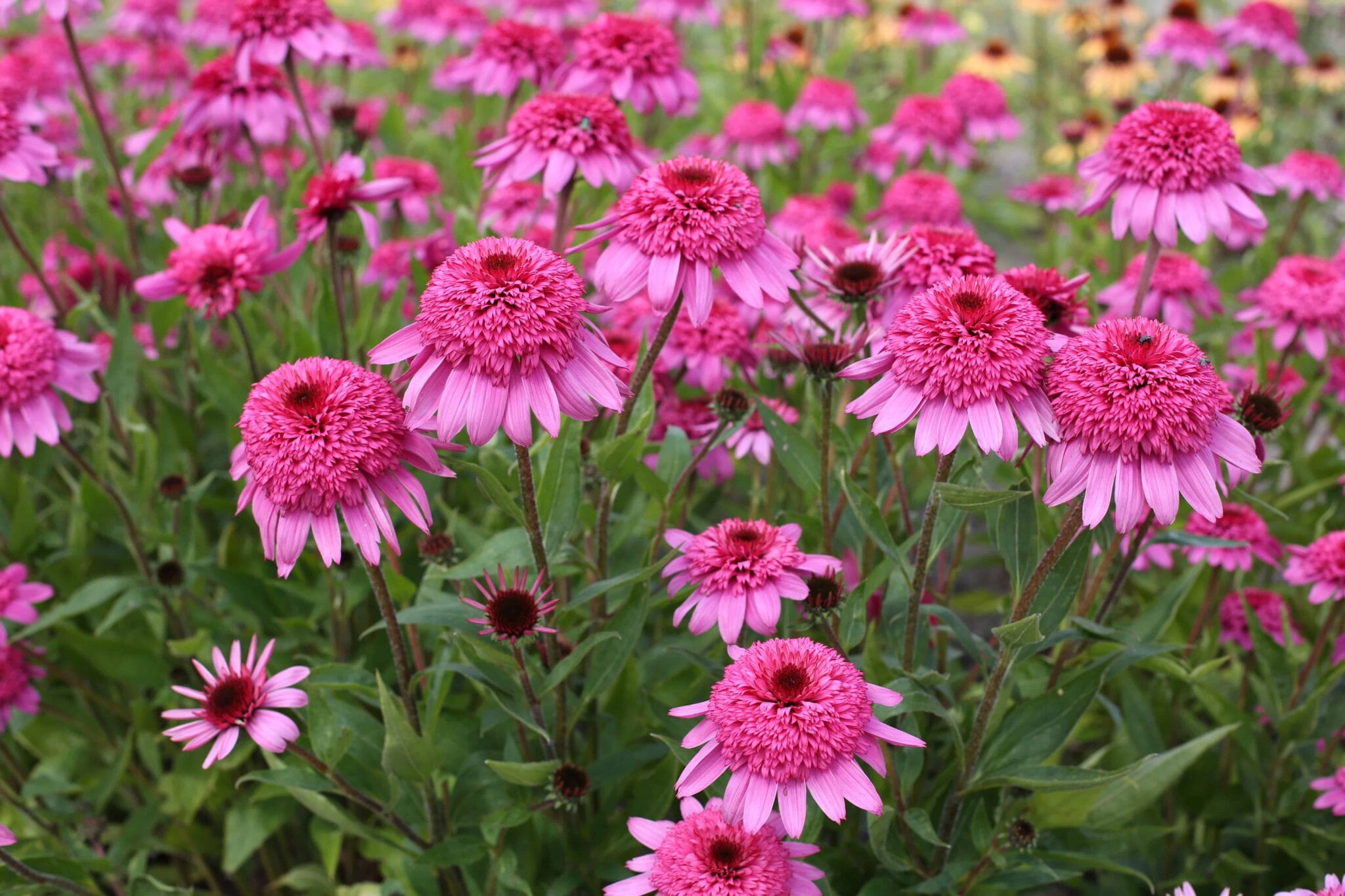 Echinacea Summer Candy