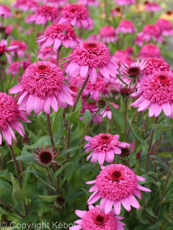 Echinacea Summer Candy