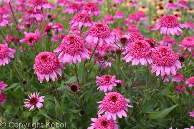 Echinacea Summer Candy