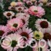 Echinacea Sunseekers Salmon