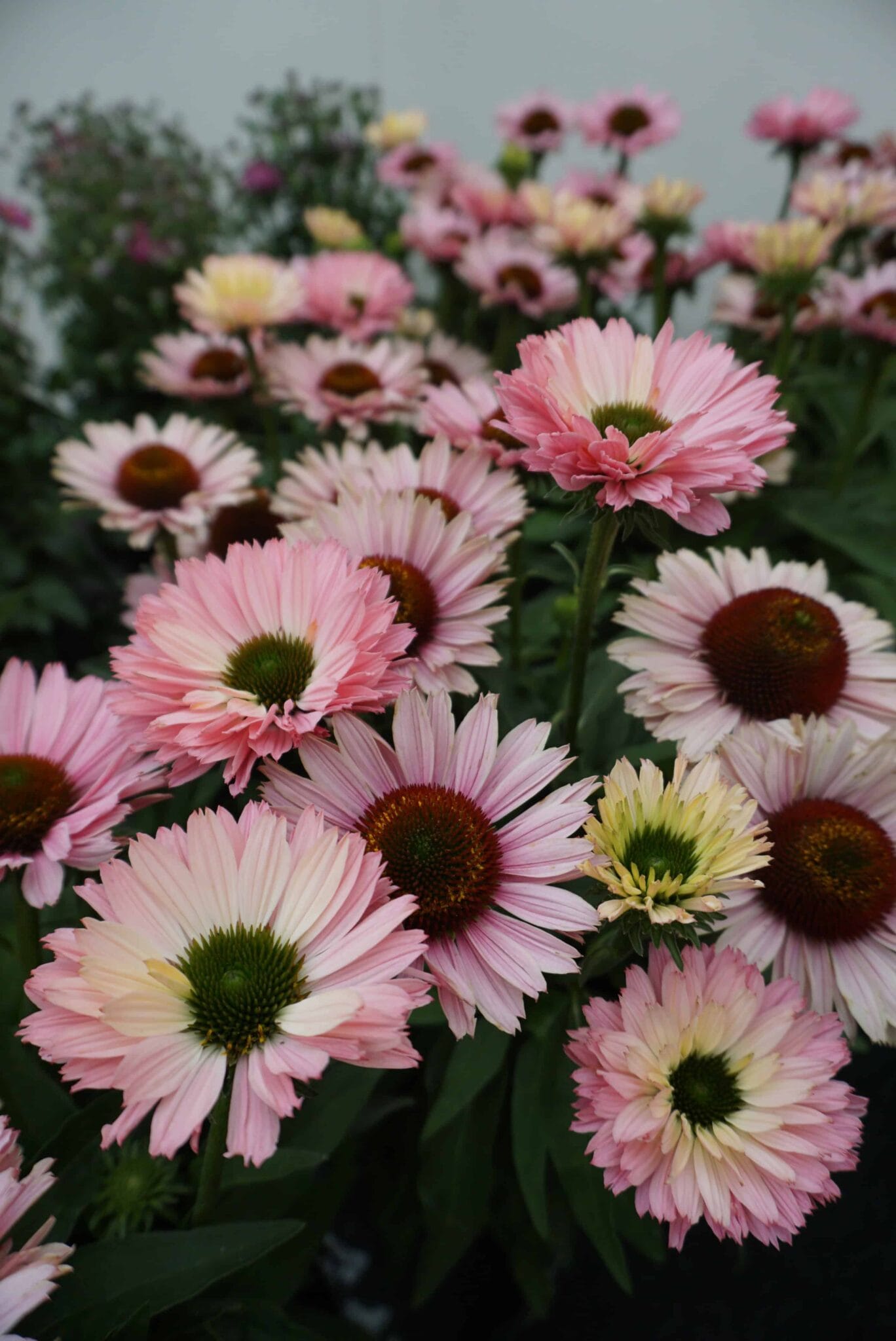Echinacea Sunseekers Salmon