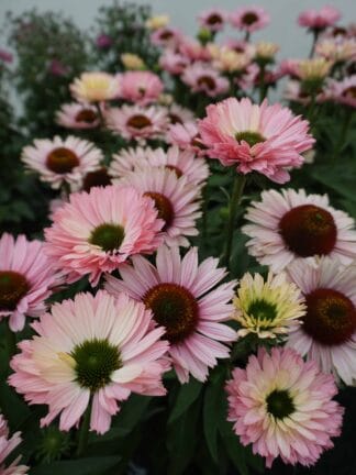 Echinacea Sunseekers Salmon - case