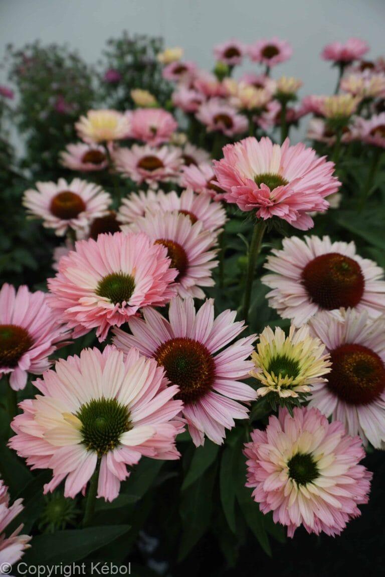 Echinacea Sunseekers Salmon
