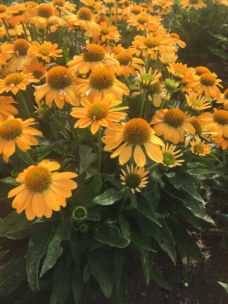 Echinacea Tweety - bag