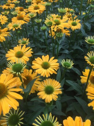 Echinacea Yellow Passion - bag