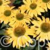 Echinacea Mellow Yellows
