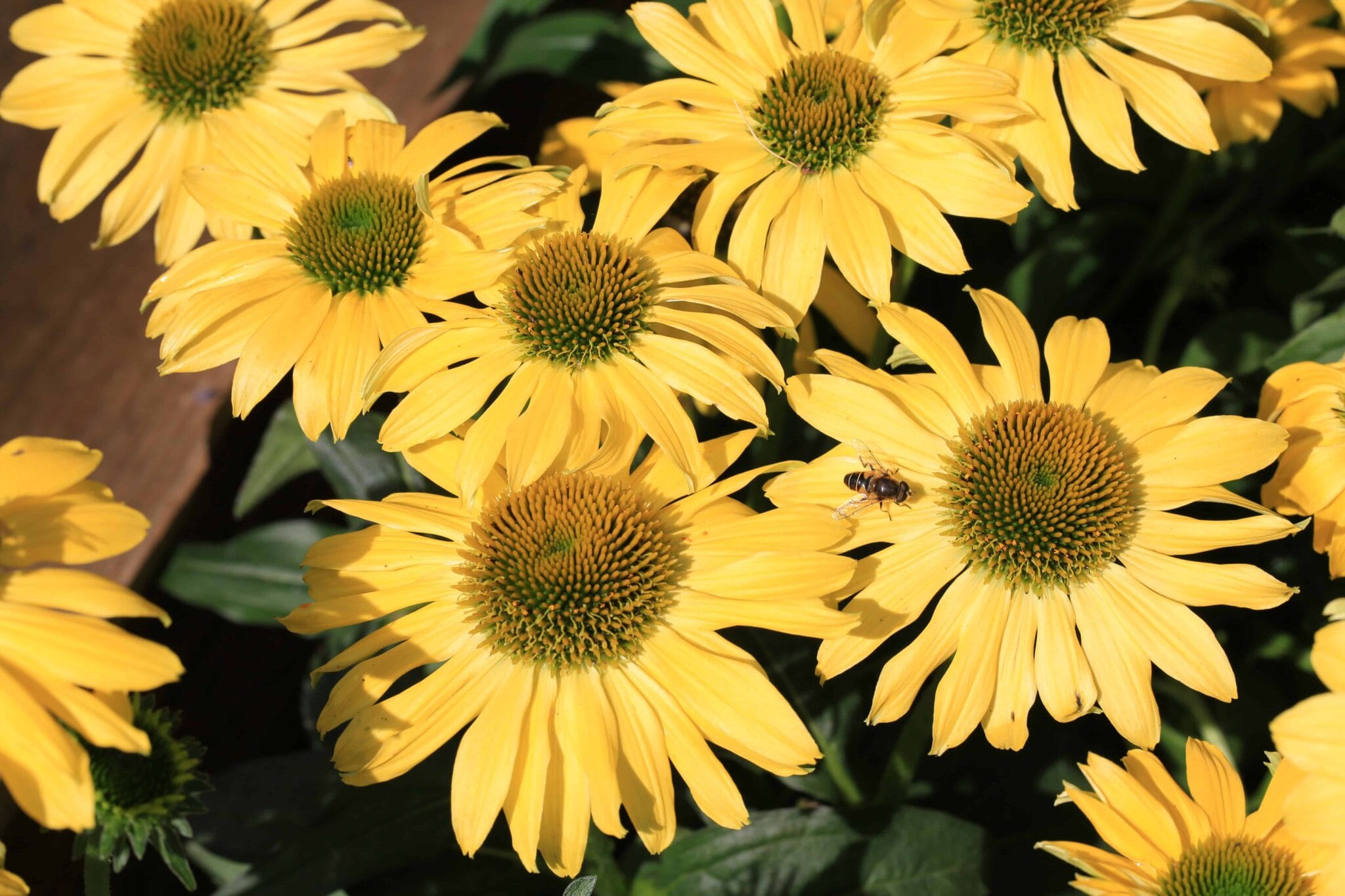 Echinacea Mellow Yellows