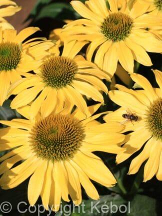 Echinacea Mellow Yellows - bag