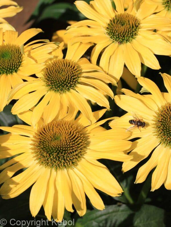 Echinacea Mellow Yellows