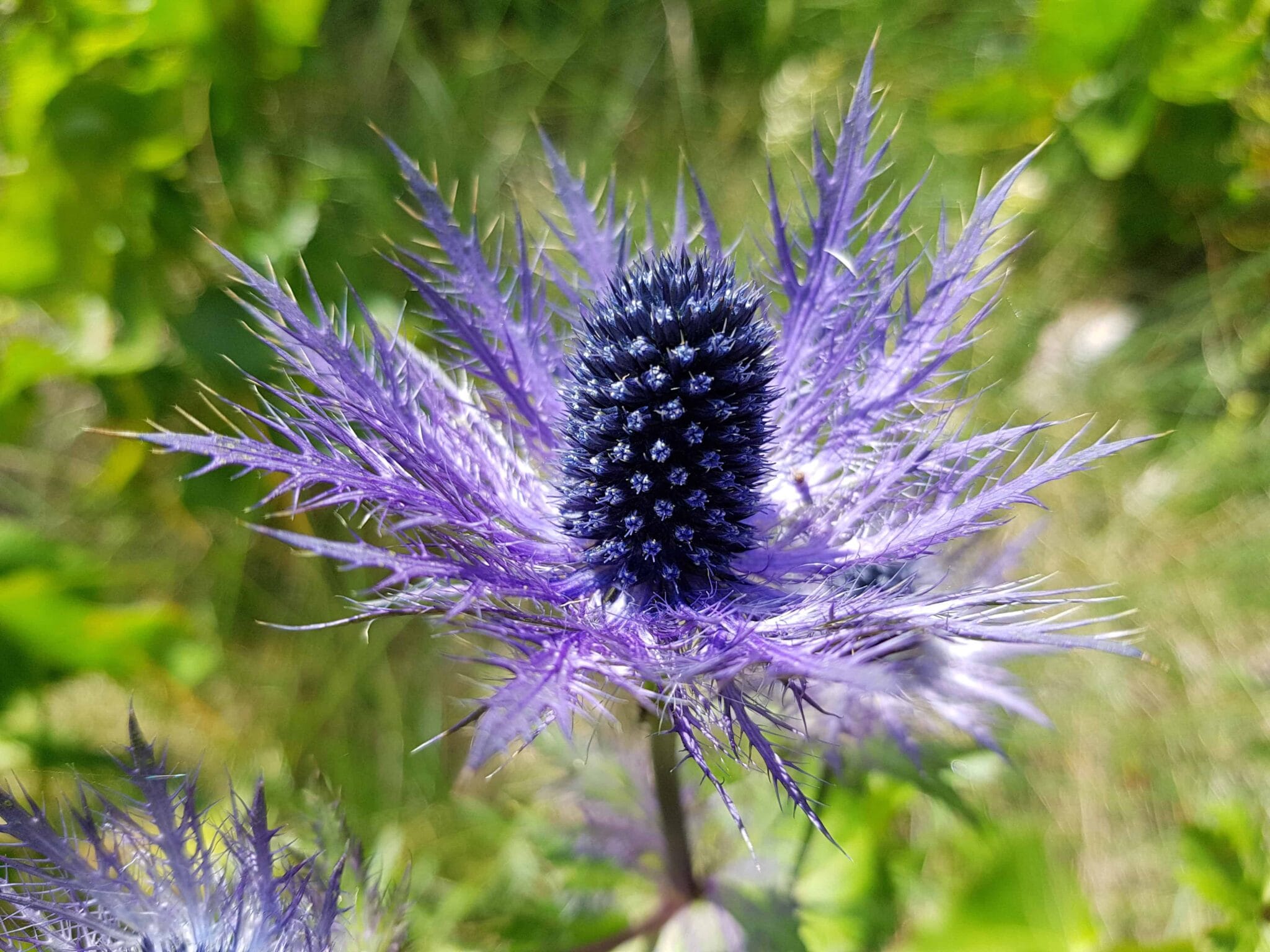 Eryngium Alpinum