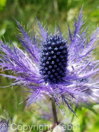 Eryngium alpinum - bag