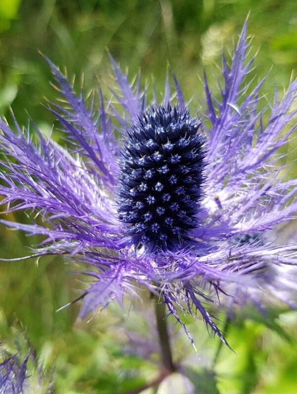 Eryngium alpinum - case