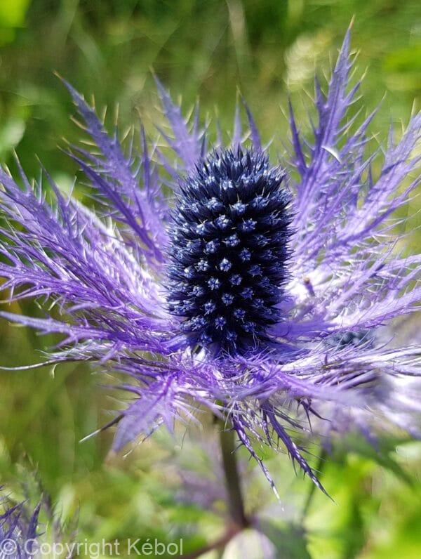 Eryngium Alpinum
