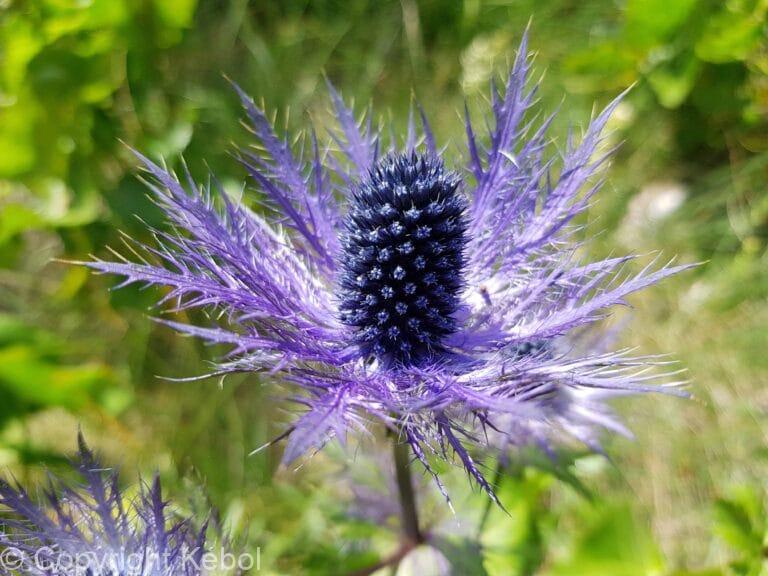 Eryngium Alpinum