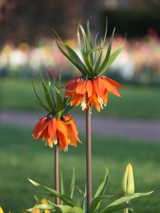Fritillaria Imp. Aurora