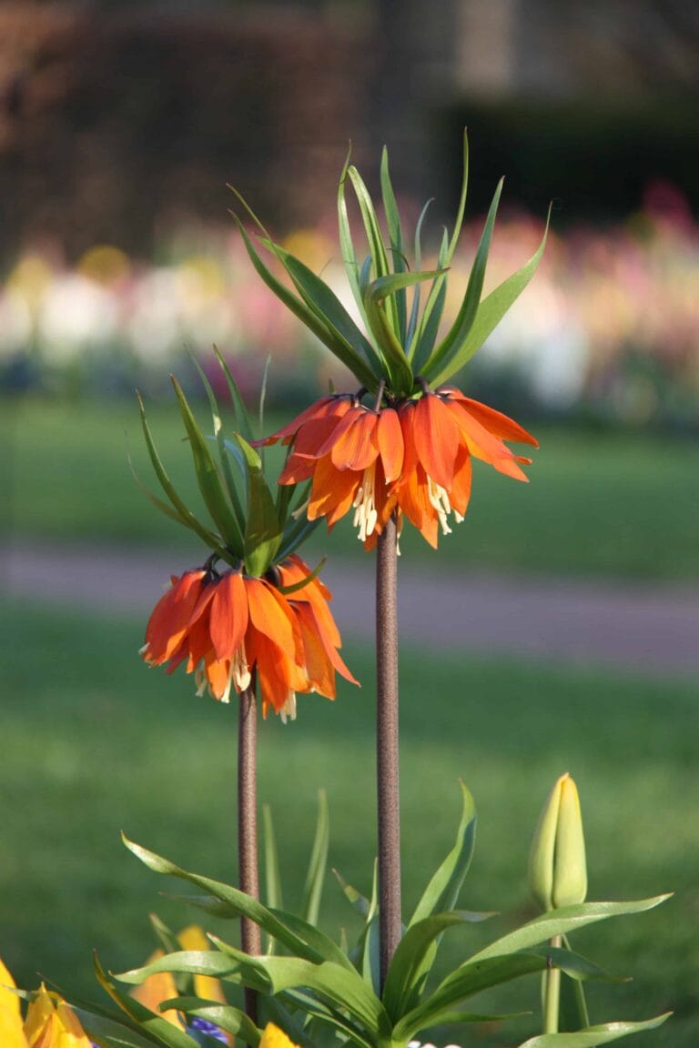 Fritillaria Imp. Aurora