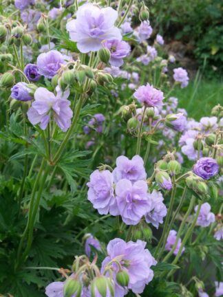 Geranium Cloud Nine