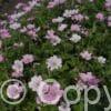 Geranium Dreamland PBR