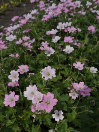 Geranium Dreamland - bag