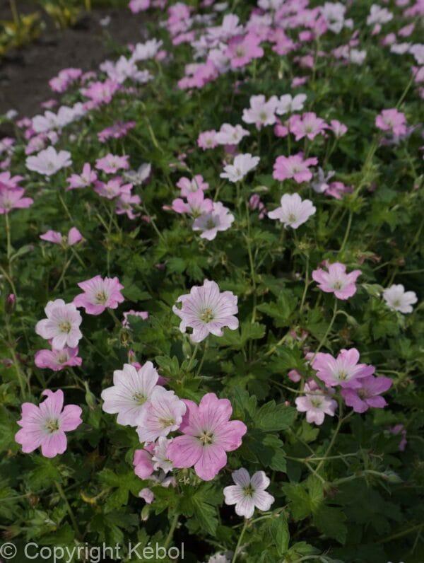 Geranium Dreamland PBR