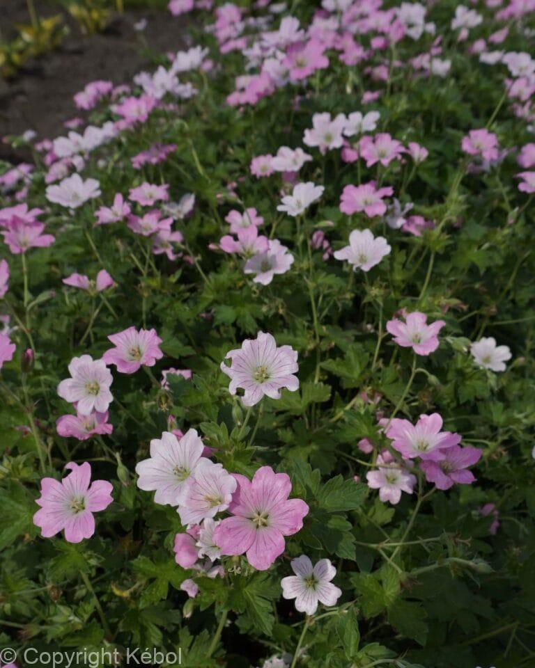 Geranium Dreamland PBR