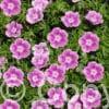 Geranium Elke