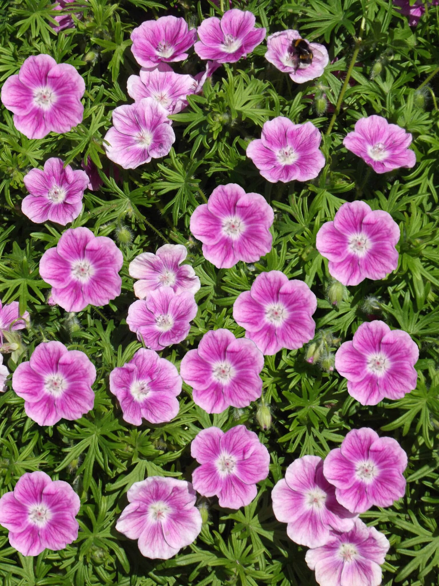 Geranium Elke